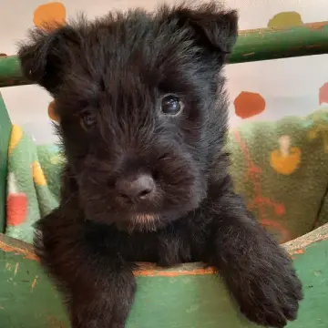 Otis | image 2