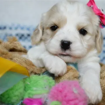 Elodie