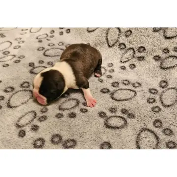 Pan | image 2