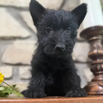 Fiona