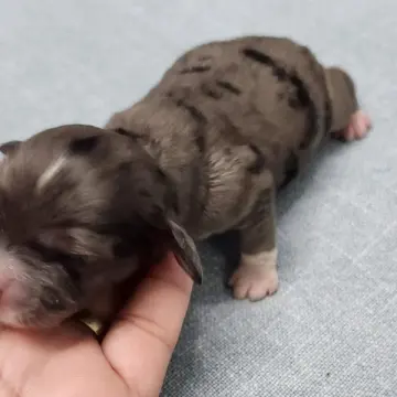 Mousse | image 2