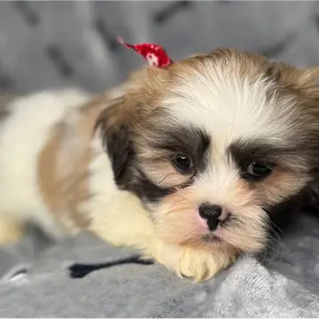 Jimmy | image 2