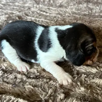 Freddie | image 2