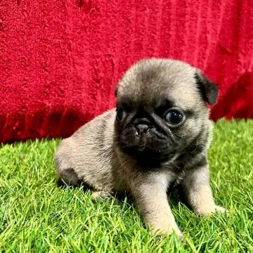 Bailey
