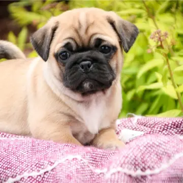 Lola