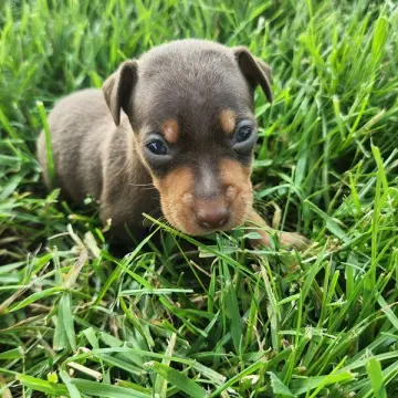 Elias | image 3
