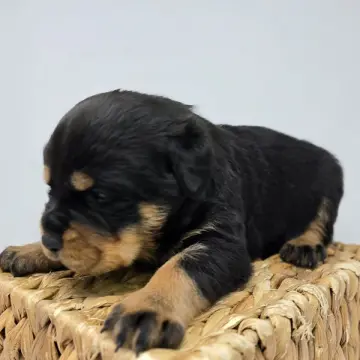 Rufio