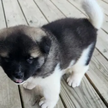 Stella | image 7