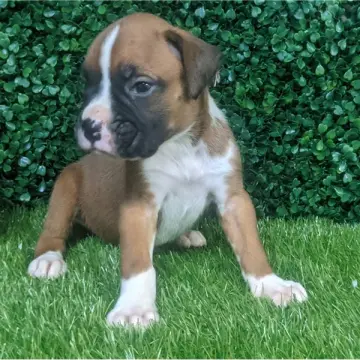 Boss | image 9