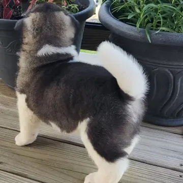Stella | image 2
