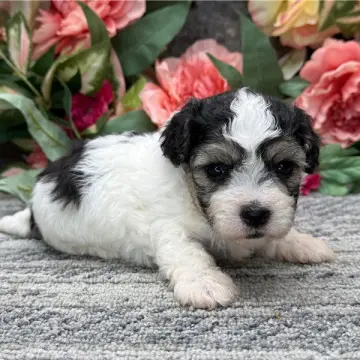Oliver | image 2