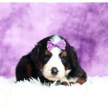 Gianna | image 2