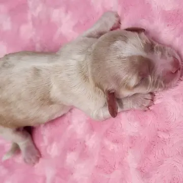 Buttercup