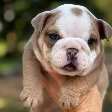 Tilly | image 4
