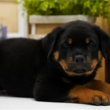 Karter | image 3