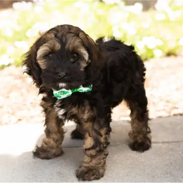 Gizmo | image 3