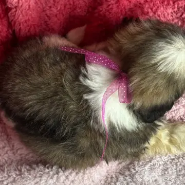 Greta | image 4