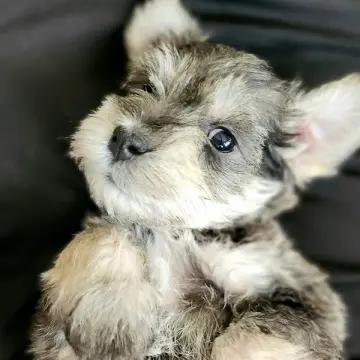 Amos