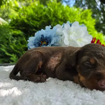 Sophia