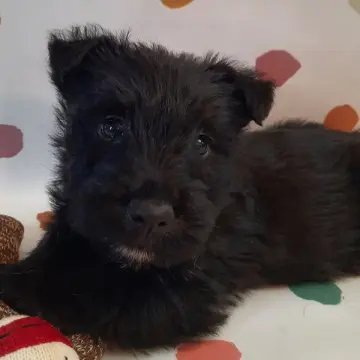 Otis | image 5