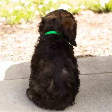 Gizmo | image 4