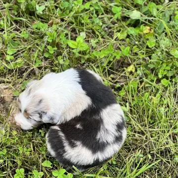 Jack | image 2