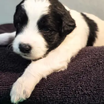 Dominic | image 2