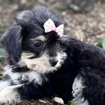 Gabby