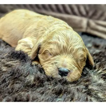 Frodo | image 6
