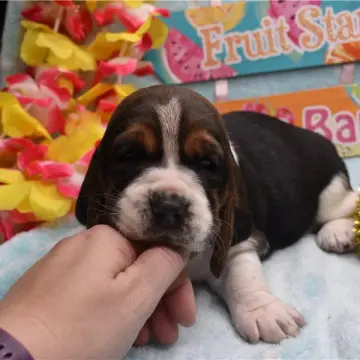 Daisy | image 7