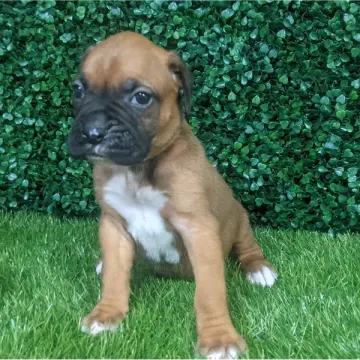 Patton