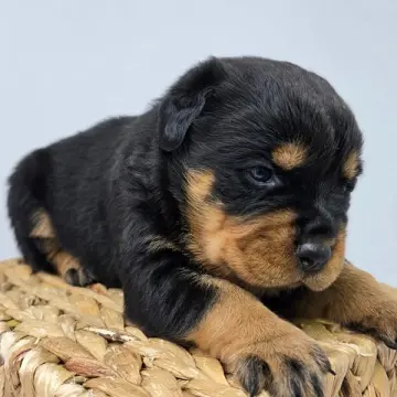 Rylee | image 2