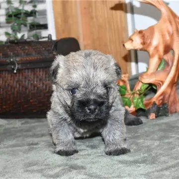 Theodore | image 8