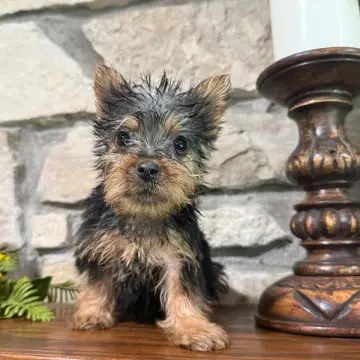 Dorothy | image 5