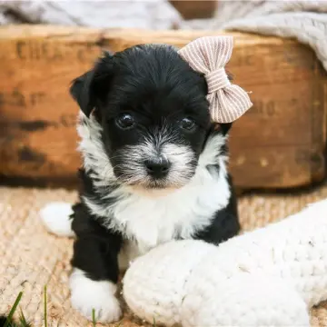 Nyla