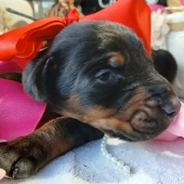 Nyla Storm