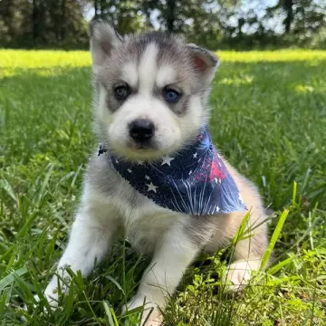Deacon | image 2