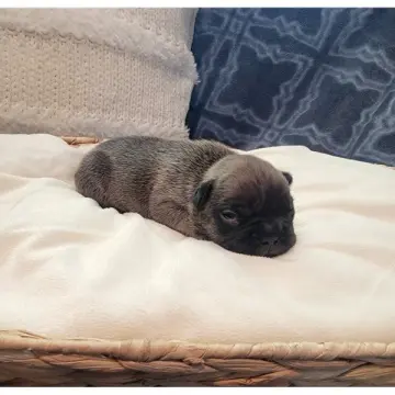 Gizmo