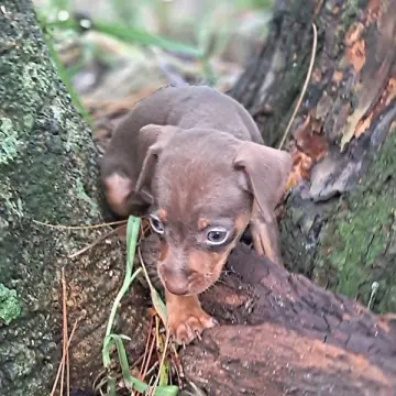 Buster Brown | image 6