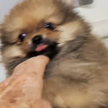 Leon