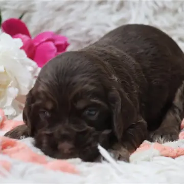 Bella | image 2