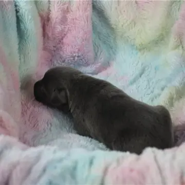Jace | image 3
