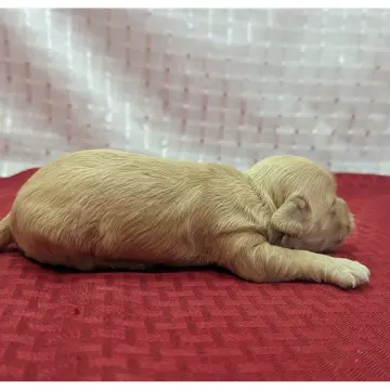 Lucas | image 4
