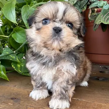 Titus | image 3