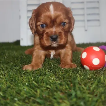 Alfie