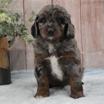 Monty | image 2