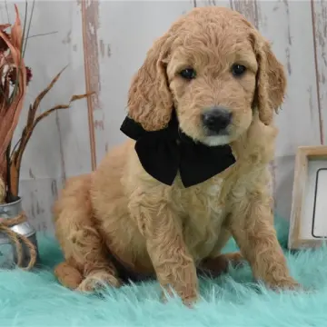 Nuroo | image 2