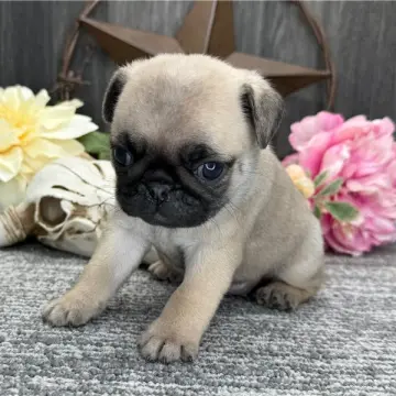 Eloise