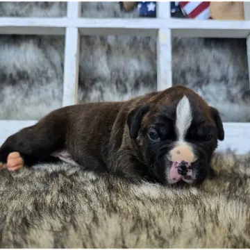 Jackie | image 4