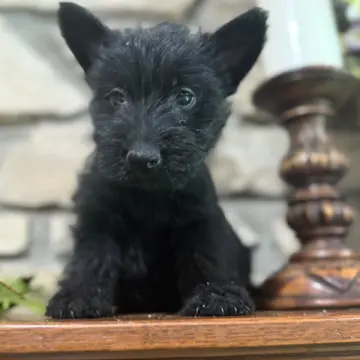 Fiona | image 4